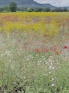 Flowers near Rabçal